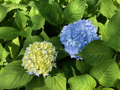 紫陽花ロード スタッフブログ 下呂温泉 水明館 公式 最低価格保証