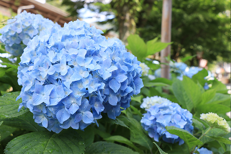 季節を彩るお花と和菓子～梅雨の晴れ間にのぞく青空～